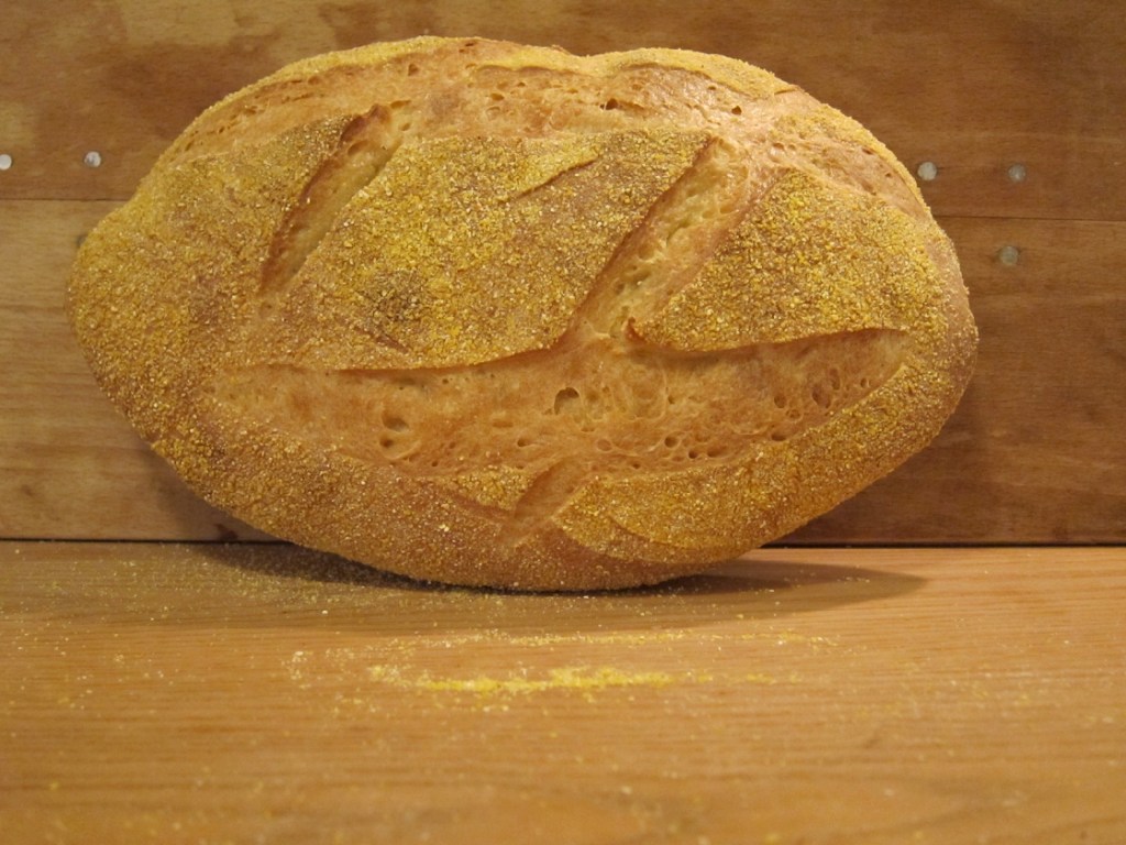 Ein frisch gebackenes Ciabatta-Brot mit goldbrauner Kruste und einer leicht rissigen Oberfläche, bestreut mit Polenta.