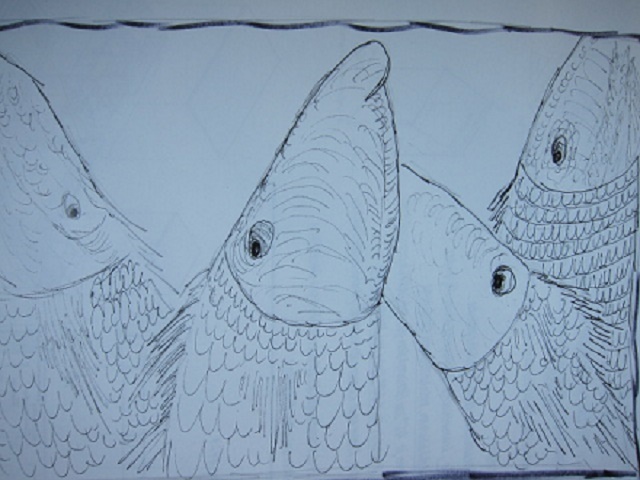 Skizze von mehreren Fischen, die sich Kopf an Kopf anordnen, mit detaillierten Schuppen und großen Augen.